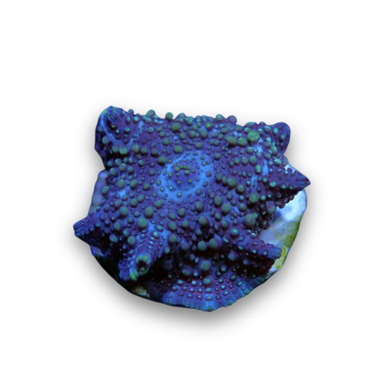 Discosoma 'Lava Lamp'
