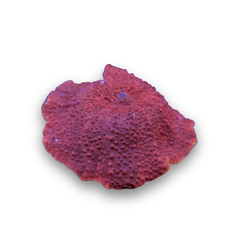 Discosoma 'Red'