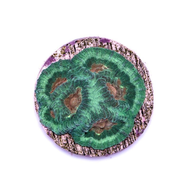 Favia sp. 'Martian'