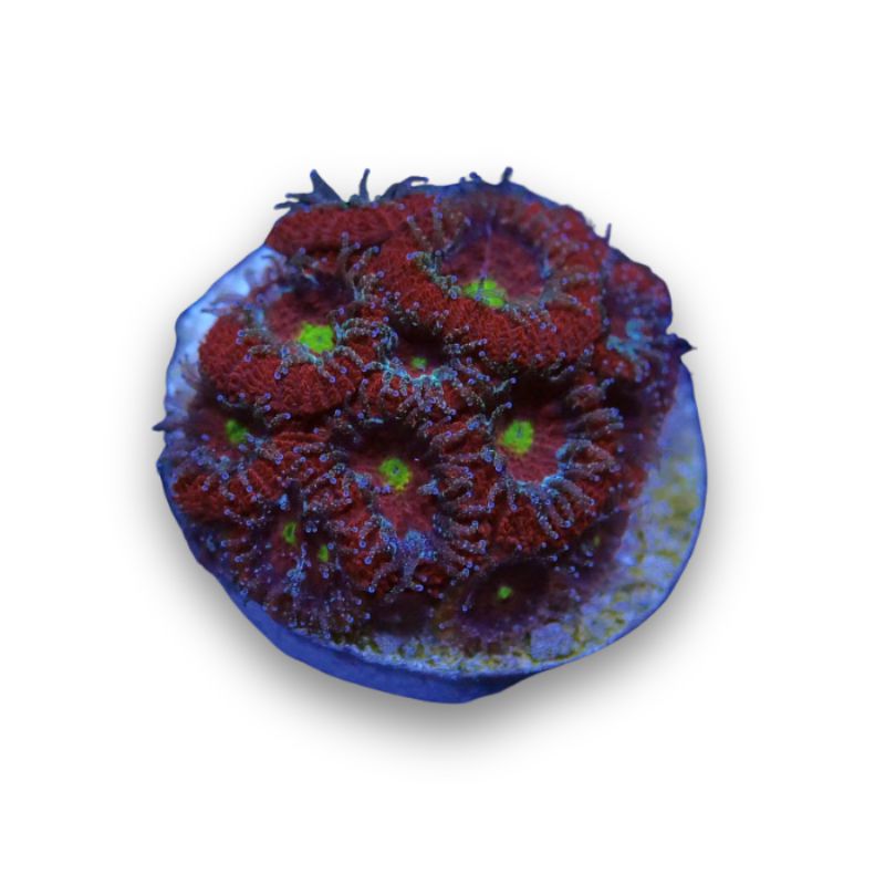 Micromussa amakusensis