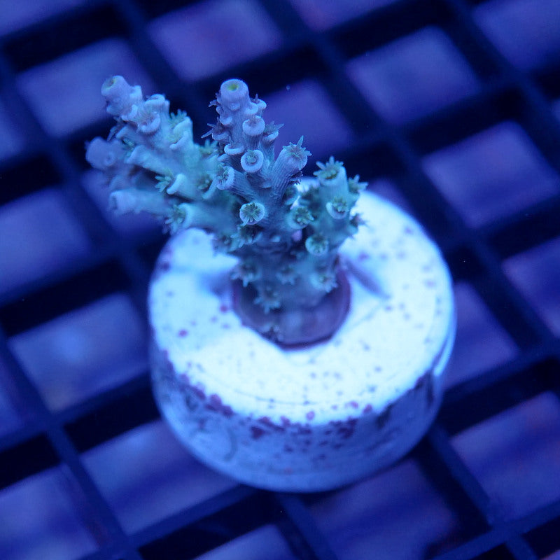 Acropora kenti - SciReef Twin - Grade 1 - lime rose