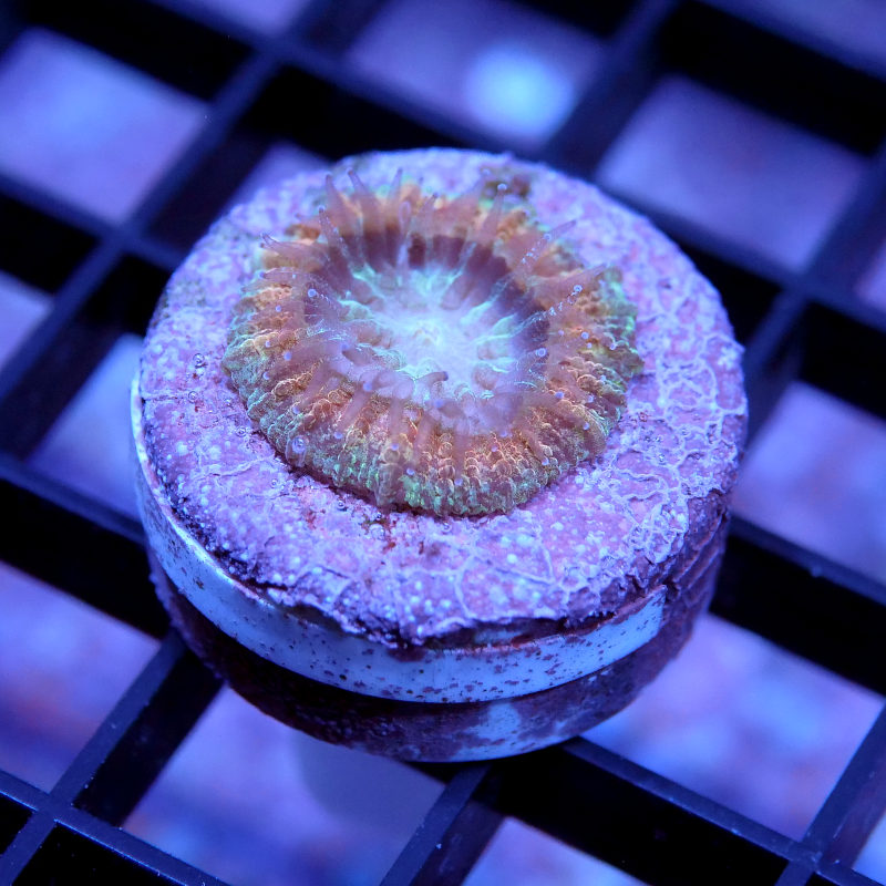 Trachyphyllia geoffroyi - SciReef - Grade 1