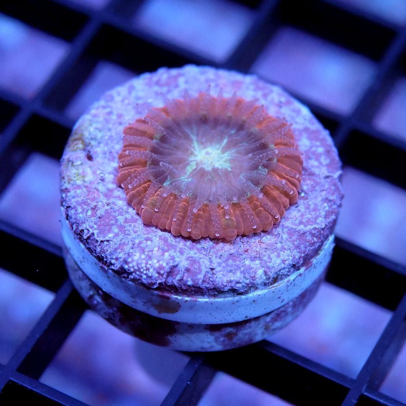 Trachyphyllia geoffroyi - SciReef - Grade 1