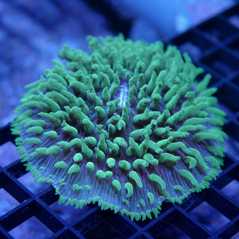 Fungia 'Green Tips' XL