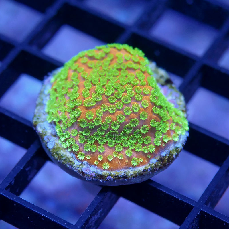 Montipora sp. 'Sunset'