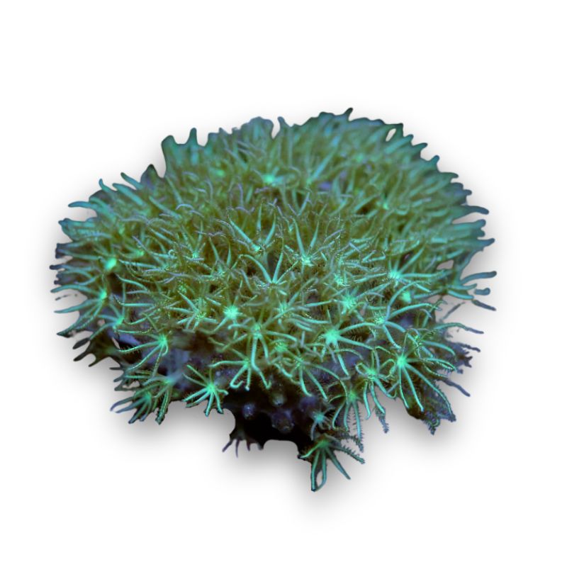Pachyclavularia sp. 'Green'