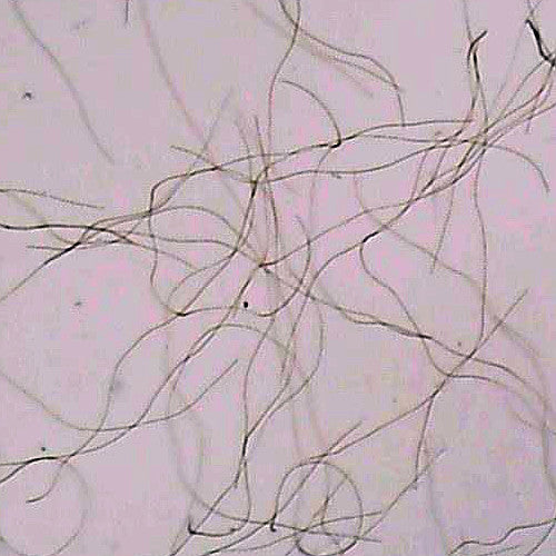 Synechococcus Plankton