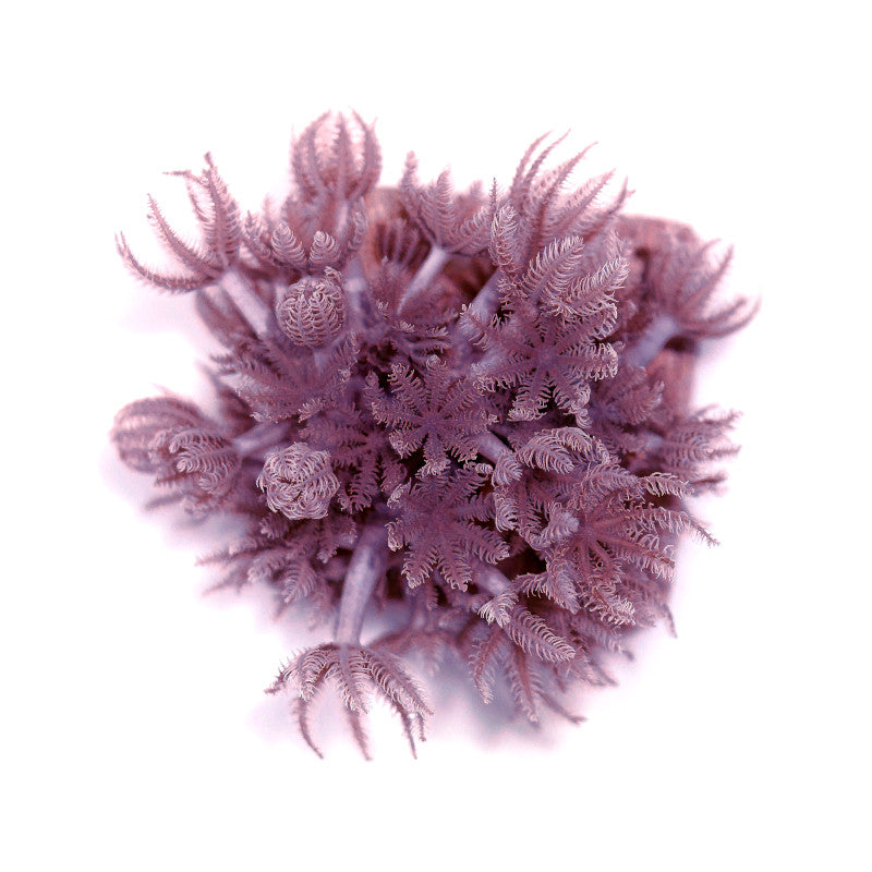 Close-up of purple Xenia umbellata soft coral used in beginner marine aquariums without a rigid calcium skeleton.
