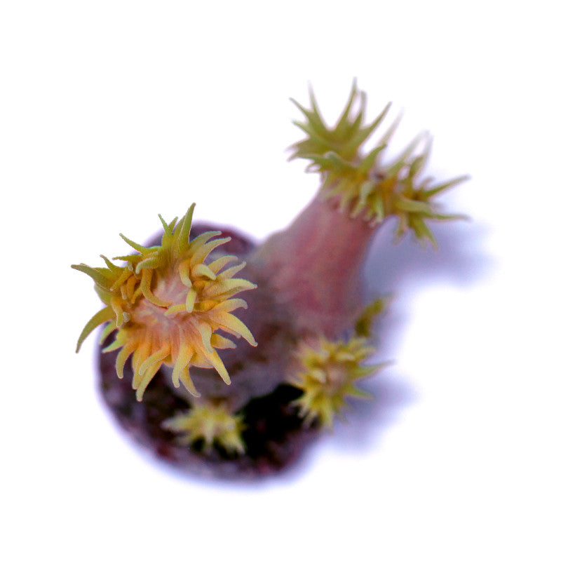 Tubastrea faulkneri 'Sun Coral'