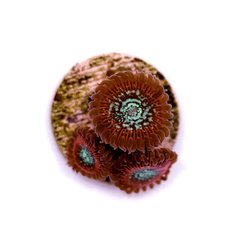 Close-up of Zoanthus sp. 'Red Magicians' coral polyps with red tentacles and blue-green centers on a reef plug