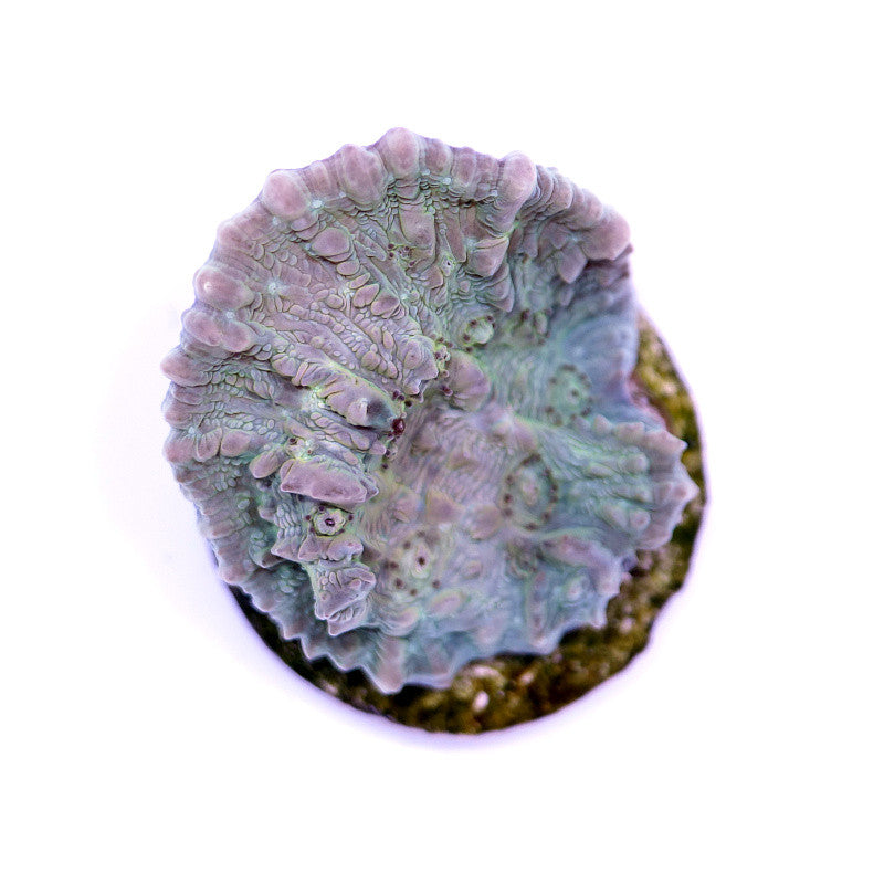 Chalice 'Vanilla Bounce'