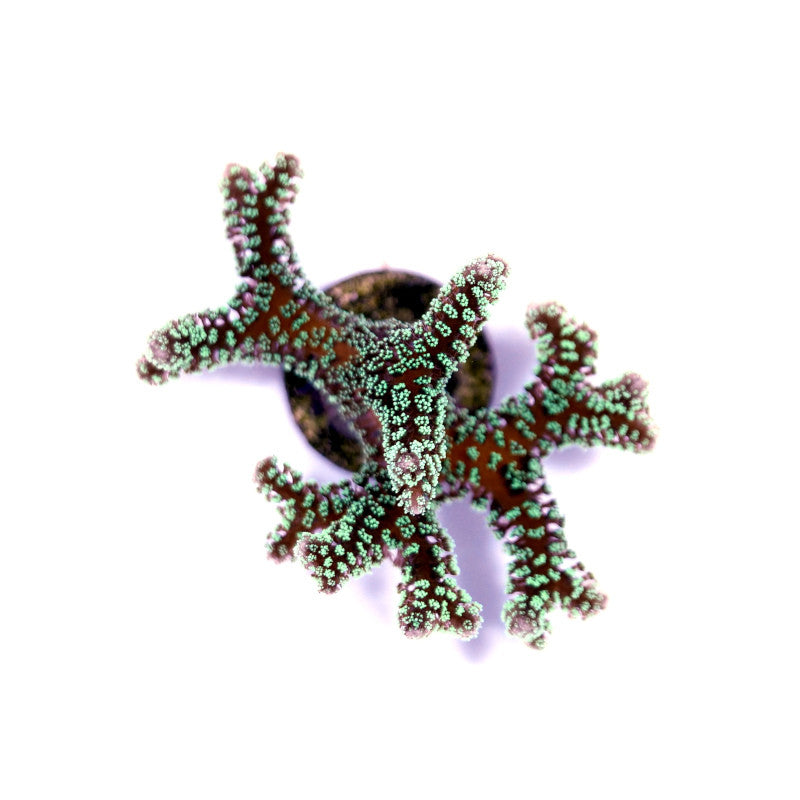 Top view of Seriatopora guttatus green birdsnest coral with delicate green polyps on branching structure
