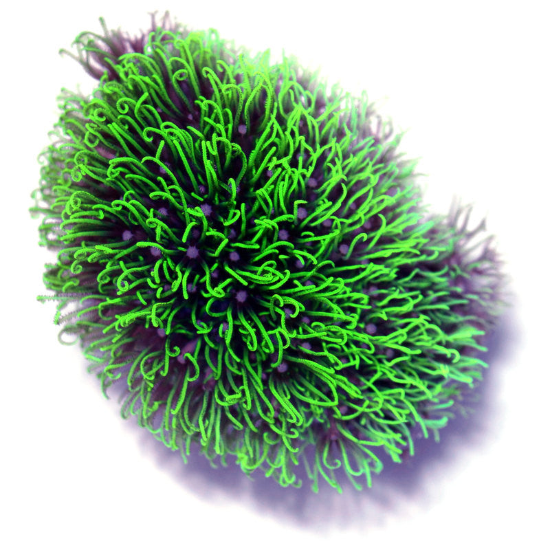 Close-up of vibrant green Briareum coral with delicate tentacle-like polyps for saltwater aquariums.