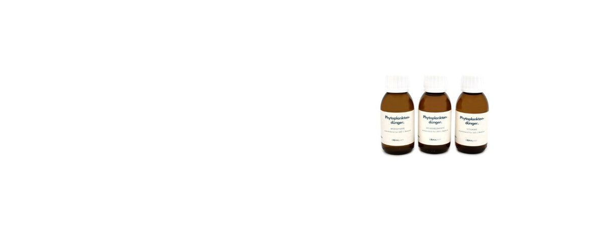 Planktonzucht