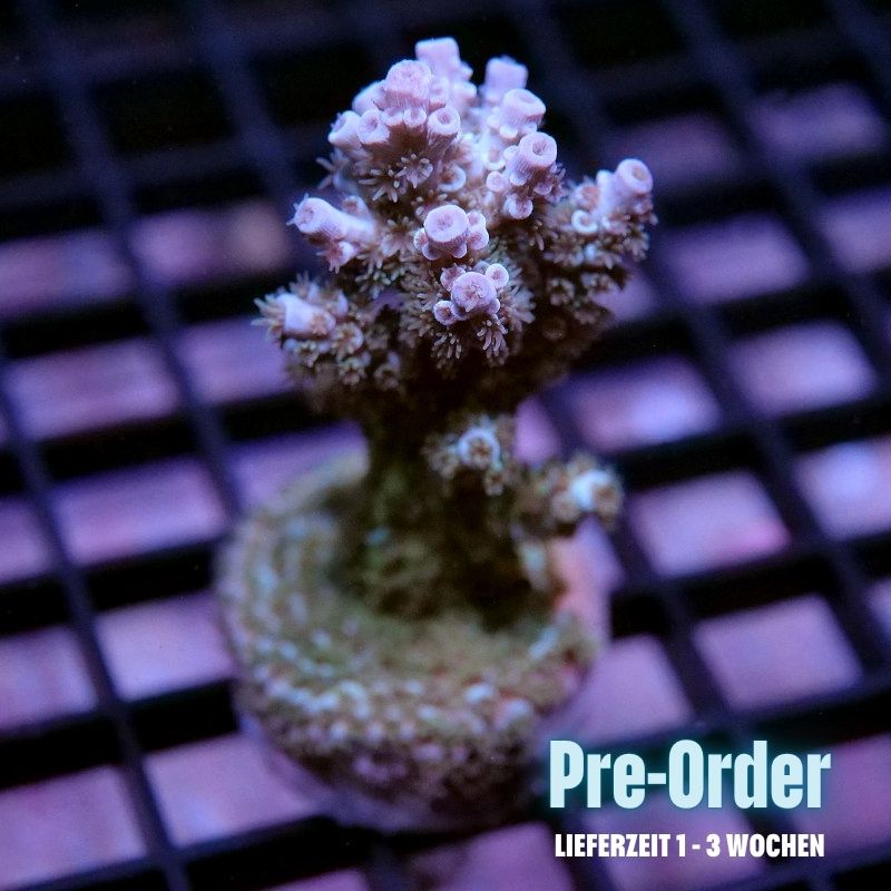 Acropora kenti - SciReef Twin Grade 2