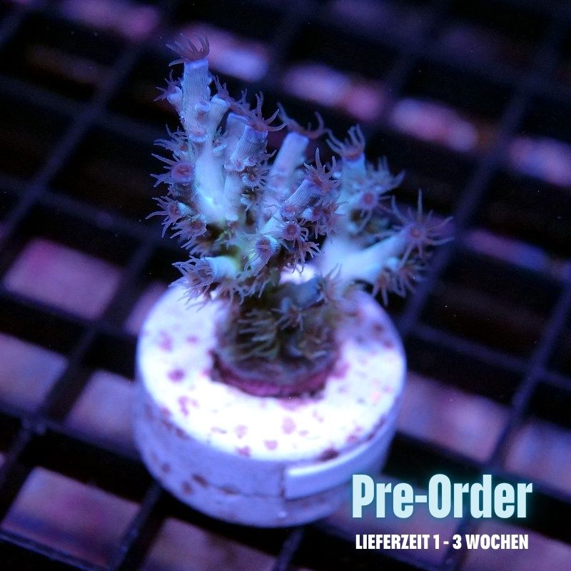 Acropora kenti - SciReef Twin - Grade 2 - icy blue