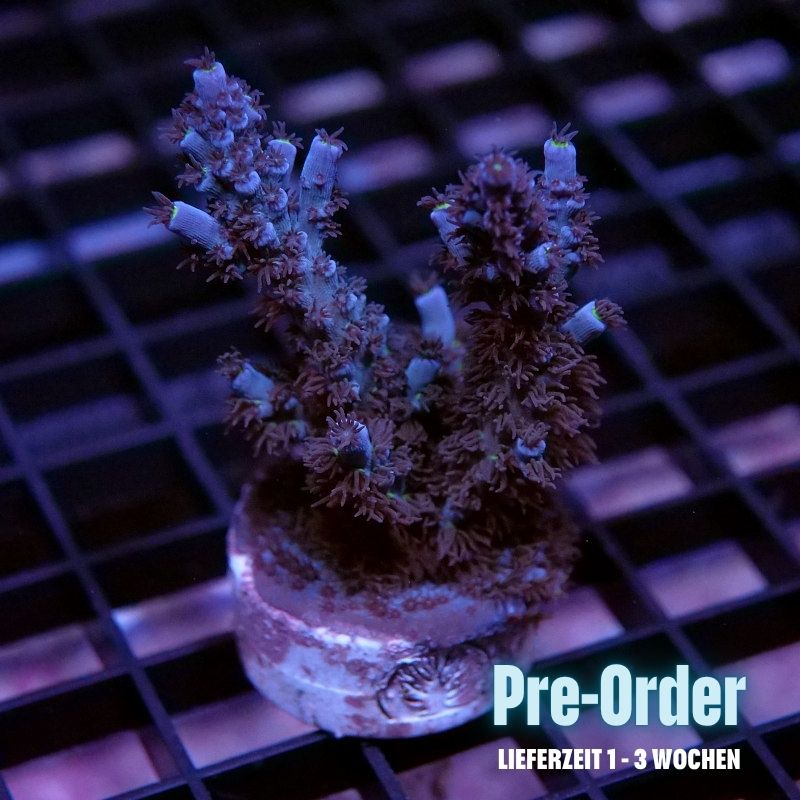 Acropora kenti - SciReef Twin Grade 2