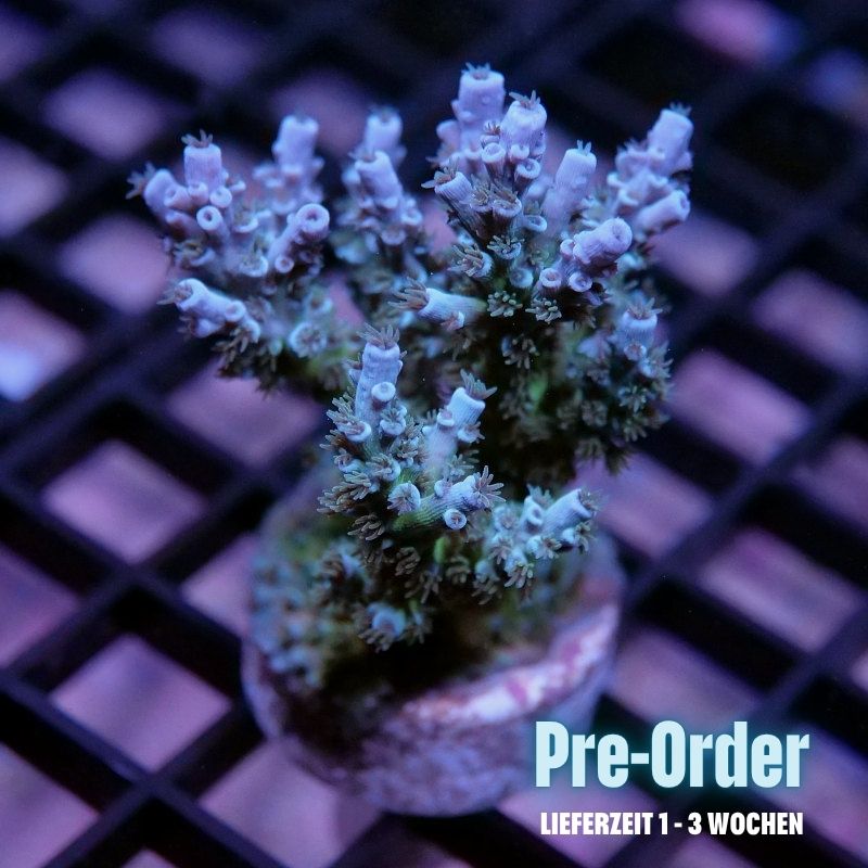 Acropora kenti - SciReef Twin - Grade 1 - turqouise rose