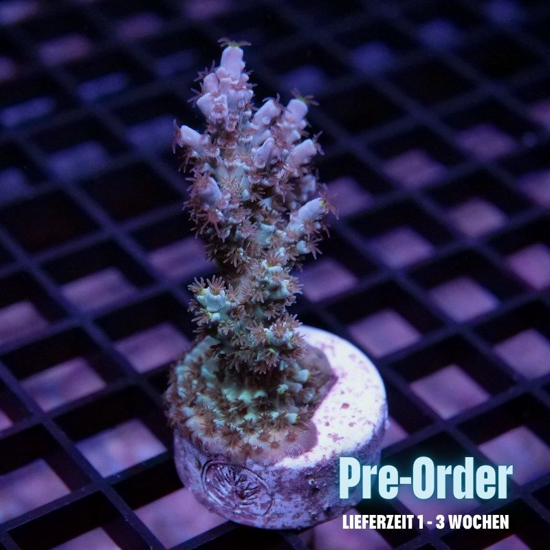 Acropora kenti - SciReef Twin - Grade 1 - lime rose