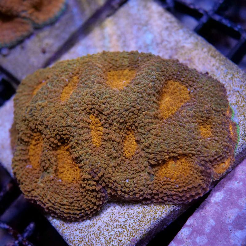 Acanthastrea echinata 'Orange'