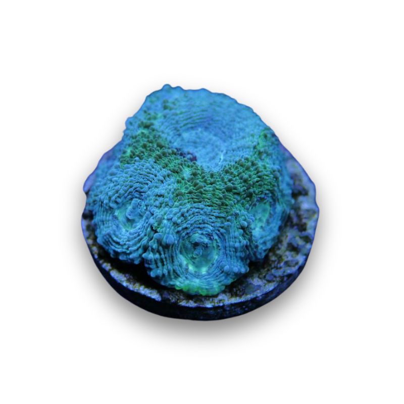 Acanthastrea echinata 'Mint'
