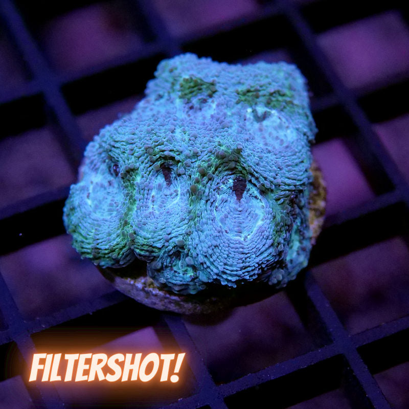 Acanthastrea echinata 'Mint'