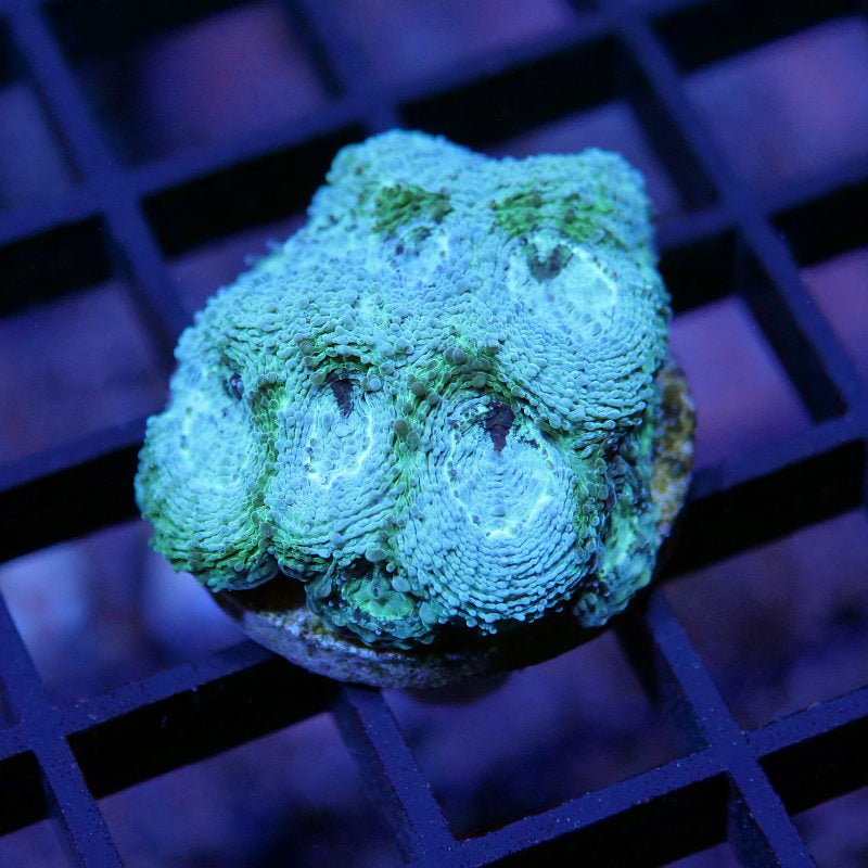 Acanthastrea echinata 'Mint'
