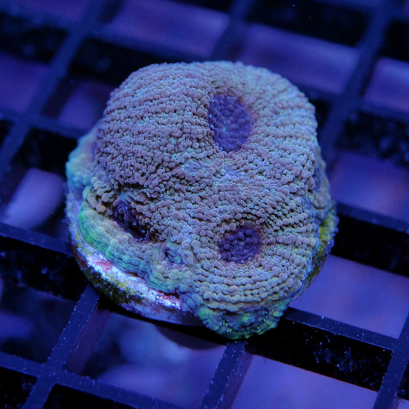 Acanthastrea echinata 'Terra Glow'
