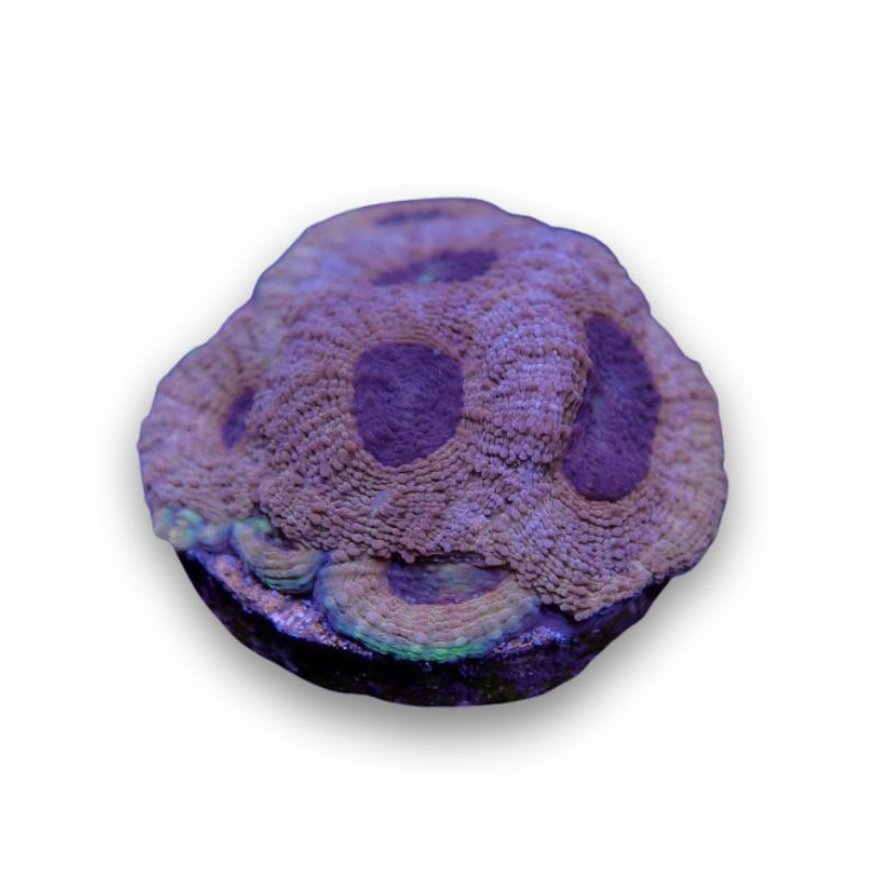 Acanthastrea echinata 'Terra Glow'