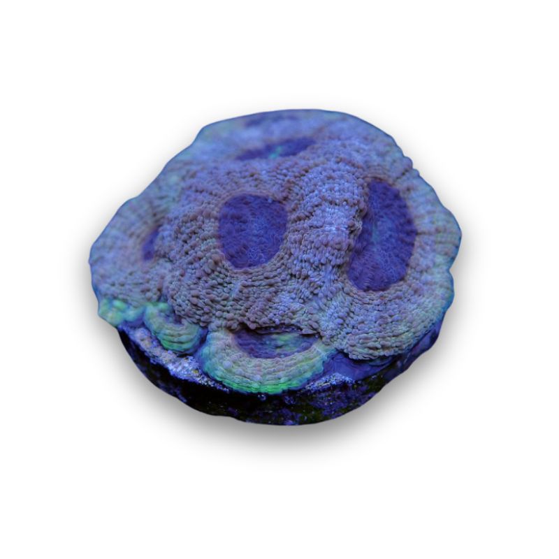 Acanthastrea echinata 'Terra Glow'