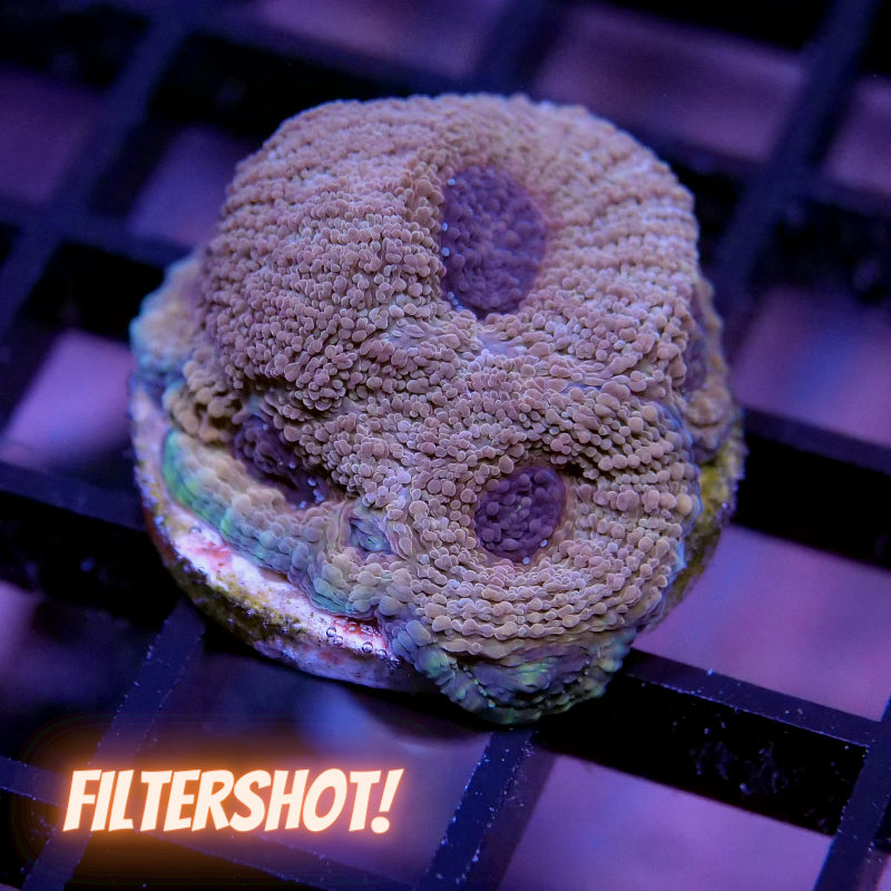 Acanthastrea echinata 'Terra Glow'