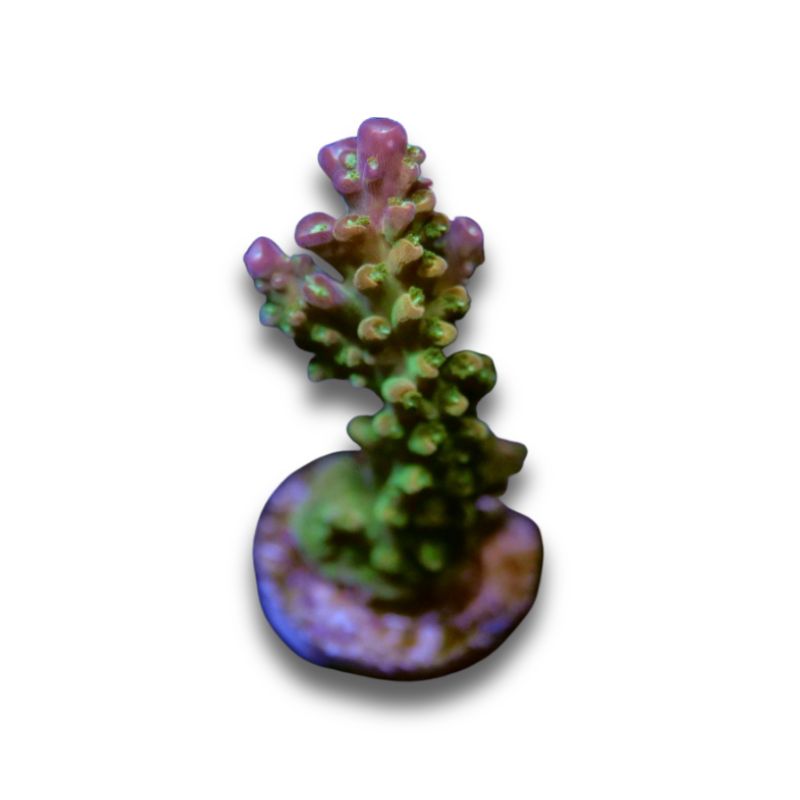 Acropora sp. 'Mango Garden'