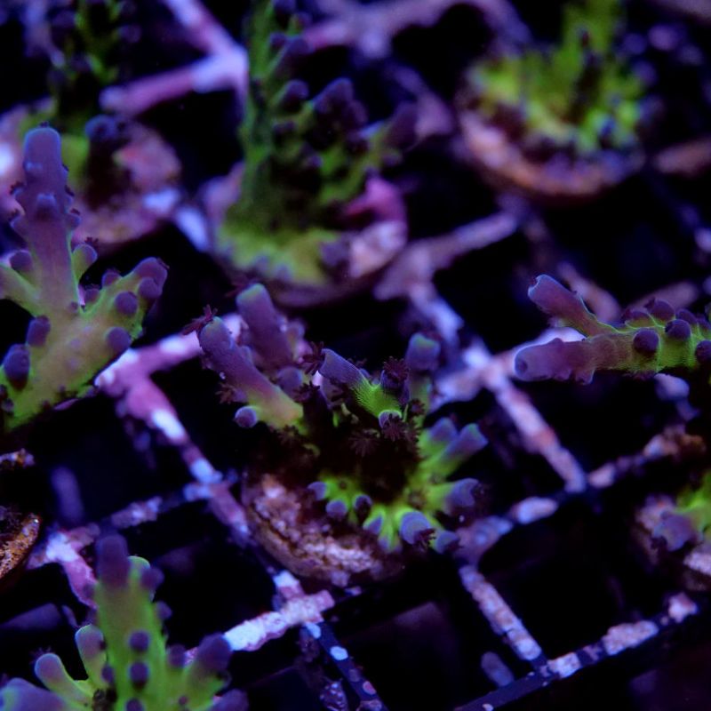 Acropora tortuosa 'Electric Miyagi'