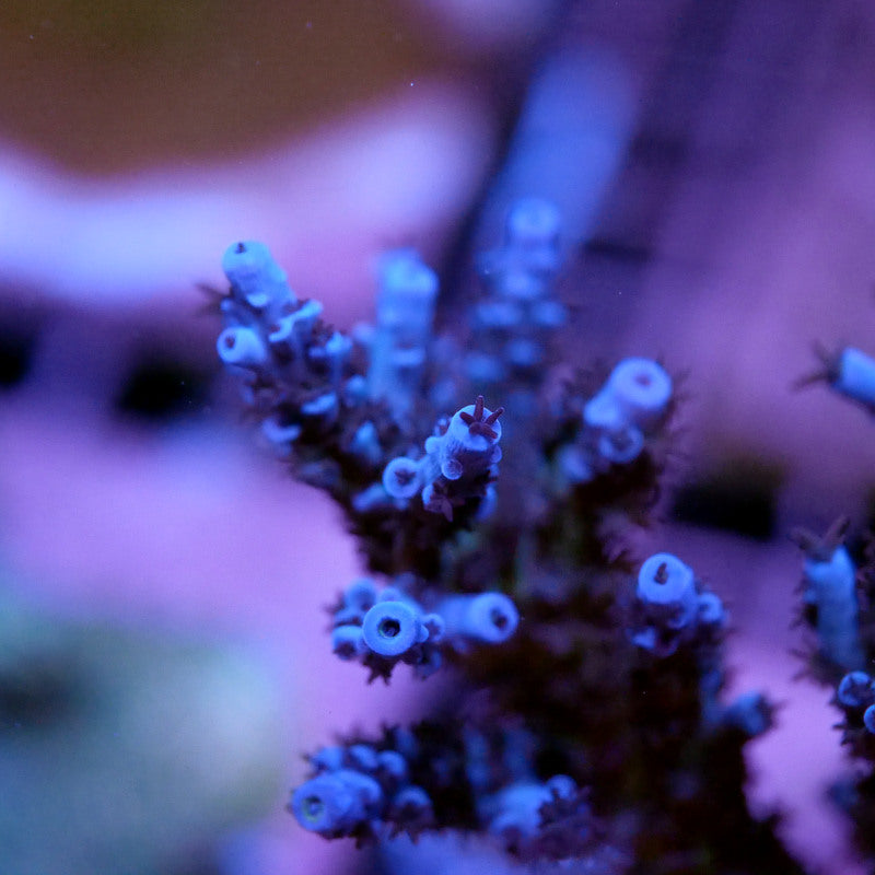 Acropora sp. 'Lagoon'