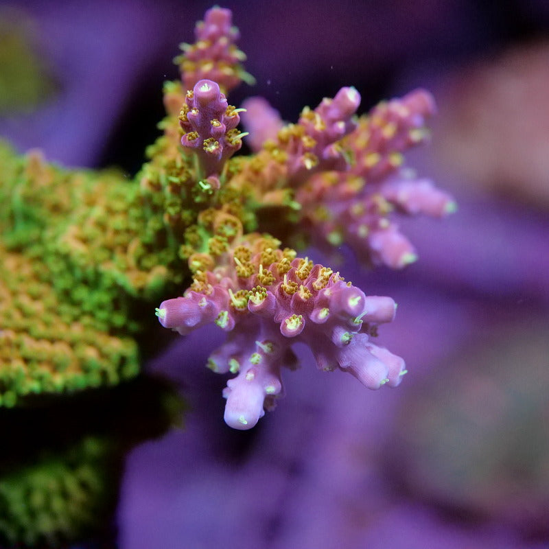 Acropora sp. 'Mango Garden'