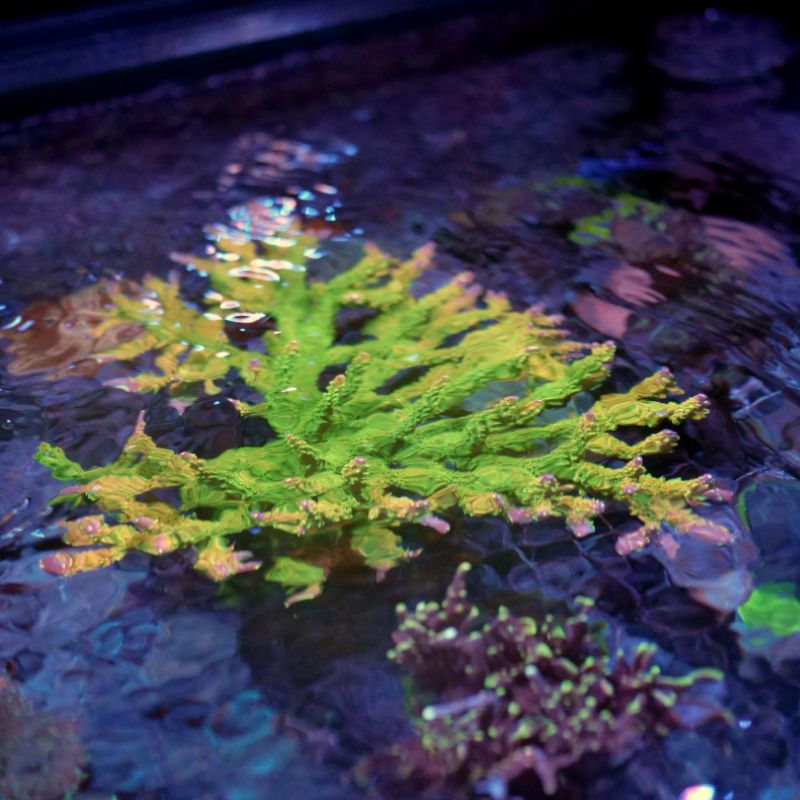 Acropora sp. 'Mango Garden'