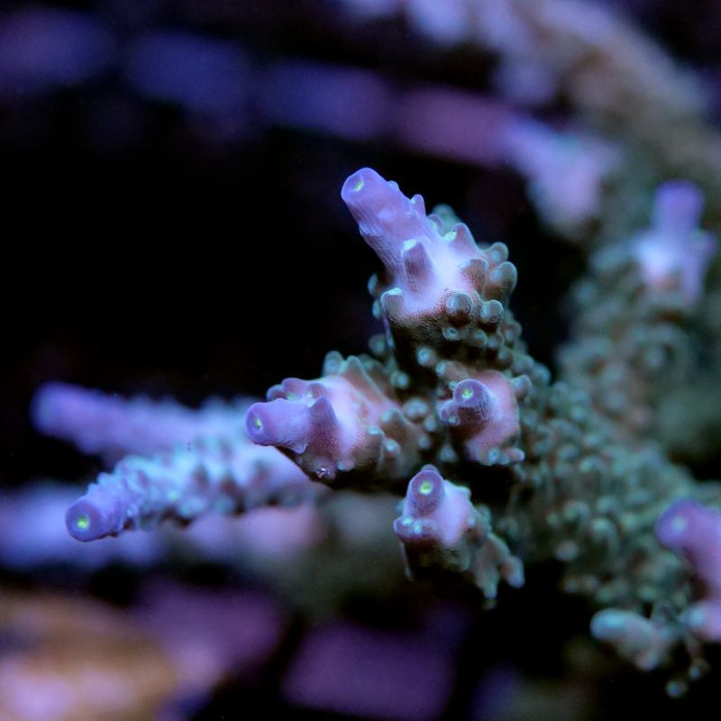 Acropora nana 'Purple nana'