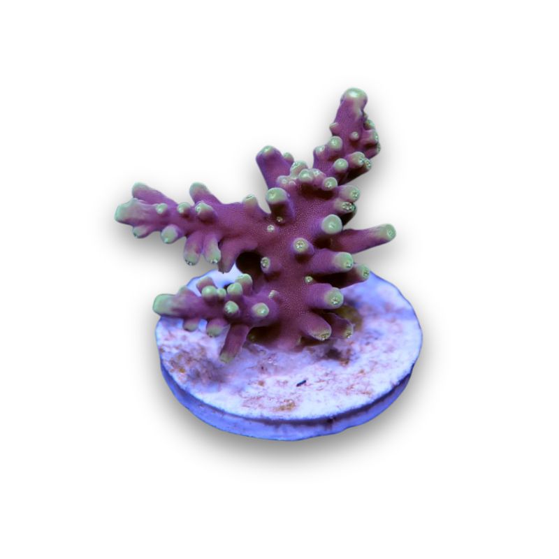 Acropora carduus 'Purple Dragon'
