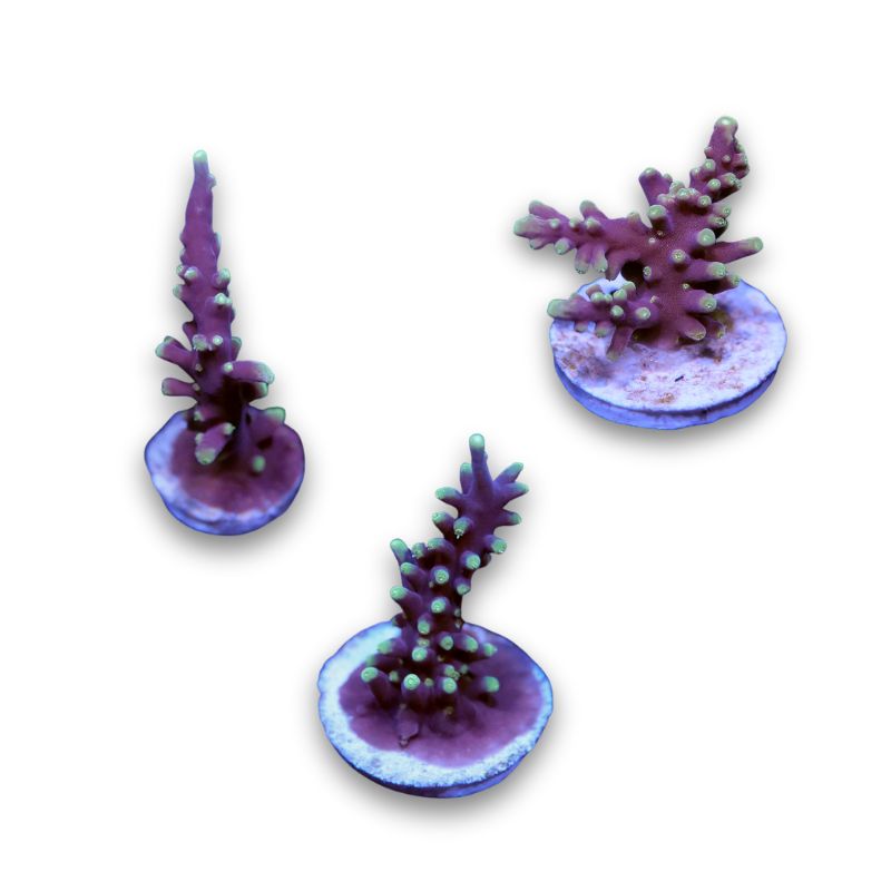 Acropora carduus 'Purple Dragon'