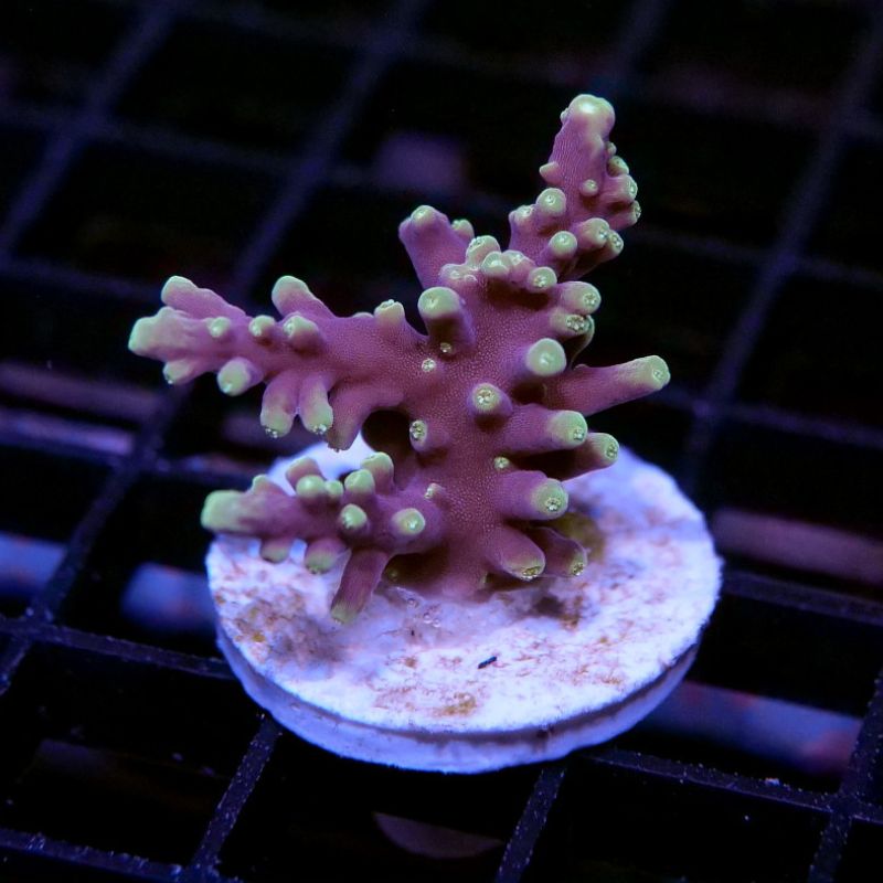 Acropora carduus 'Purple Dragon'
