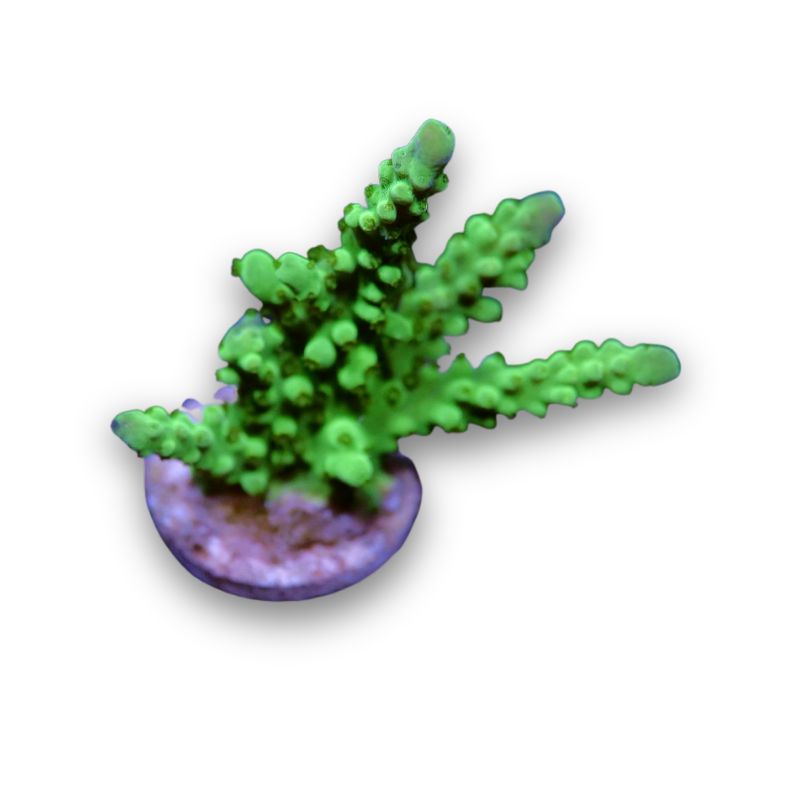 Acropora vaughani 'Neon'
