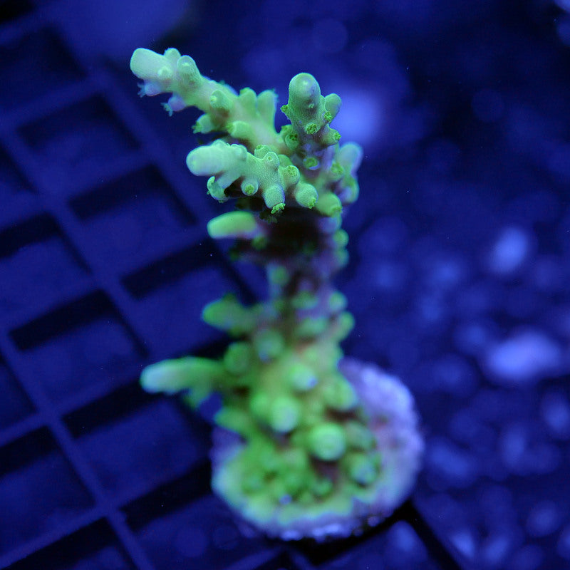 Acropora vaughani 'Neon'