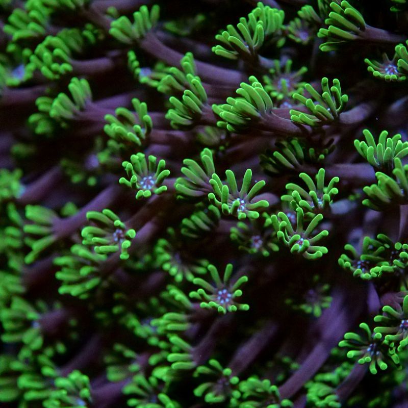 Alveopora allingi 'Green'