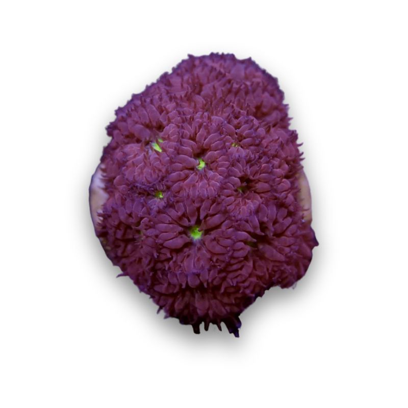 Blastomussa merletti 'Green Eye'