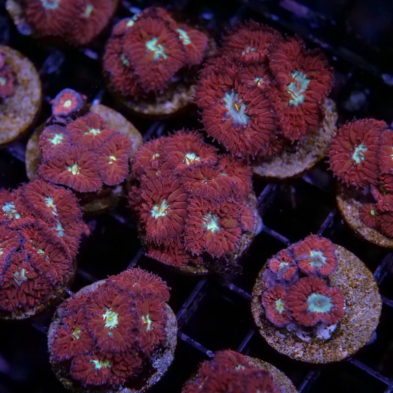 Blastomussa merletti 'Red'