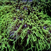 Close-up of green Briareum sp. coral with delicate tentacles for beginner saltwater aquariums.