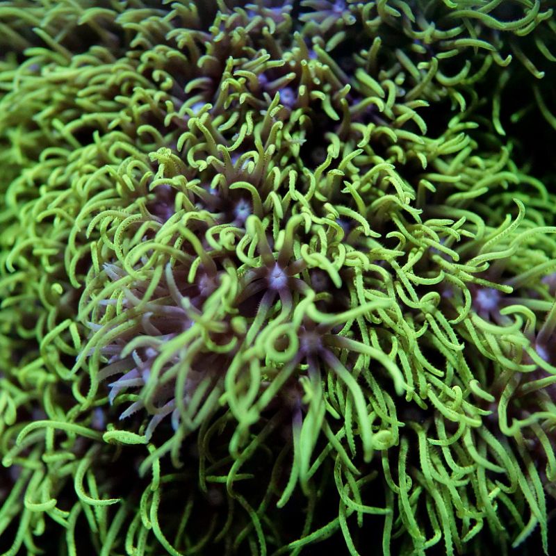 Close-up of green Briareum sp. coral with delicate tentacles for beginner saltwater aquariums.