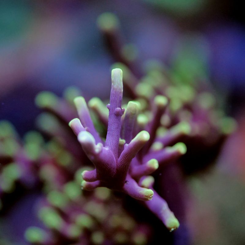 Acropora carduus 'Purple Dragon'