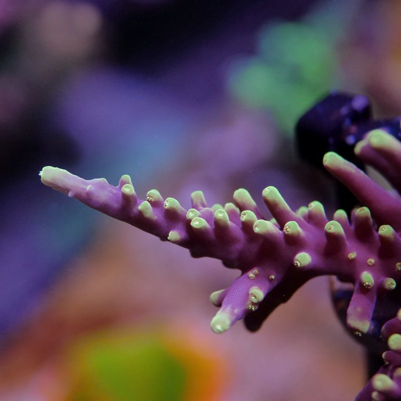 Acropora carduus 'Purple Dragon'