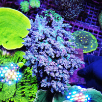 Close-up of vibrant Capnella sp. Green soft coral under aquarium lighting for marine aquarists beginner-friendly coral